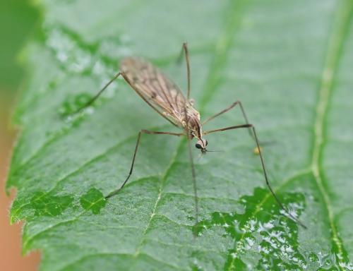Réf. 254 259 : Symplecta stictica